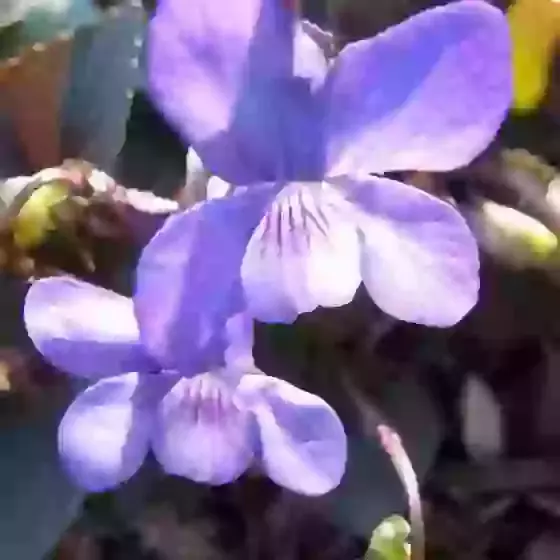 Viola riv. Purpurea (labridorica) 